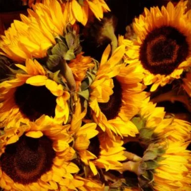 Yellow and Brown Rustic Sunflowers Outdoor Canvas Square Wall Art Decor 24″ x 24″